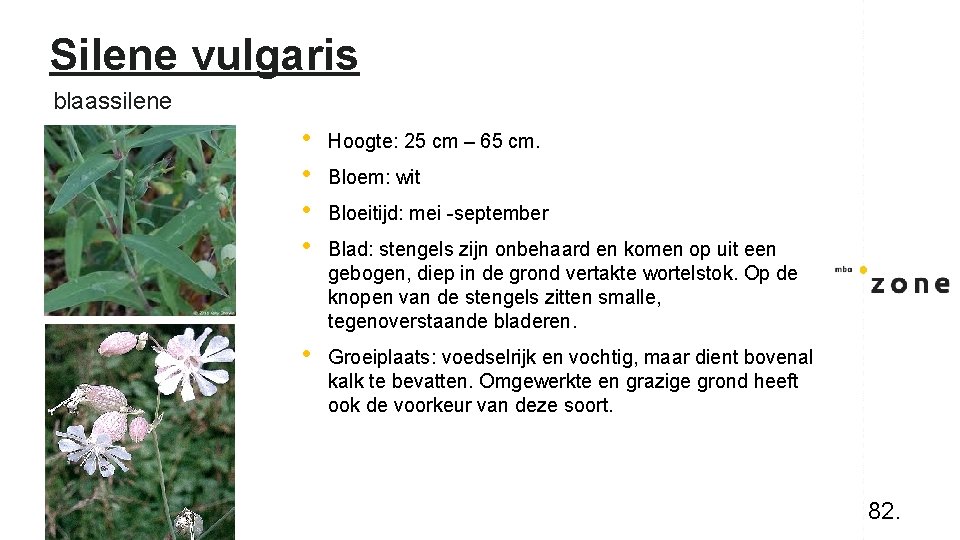 Silene vulgaris blaassilene • • Hoogte: 25 cm – 65 cm. • Groeiplaats: voedselrijk