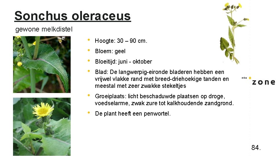 Sonchus oleraceus gewone melkdistel • • Hoogte: 30 – 90 cm. • Groeiplaats: licht