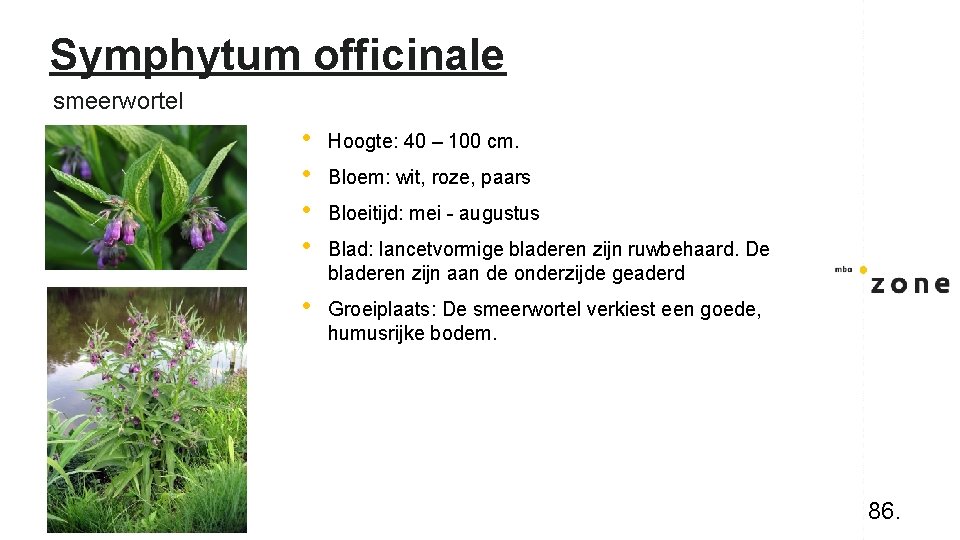 Symphytum officinale smeerwortel • • Hoogte: 40 – 100 cm. • Groeiplaats: De smeerwortel