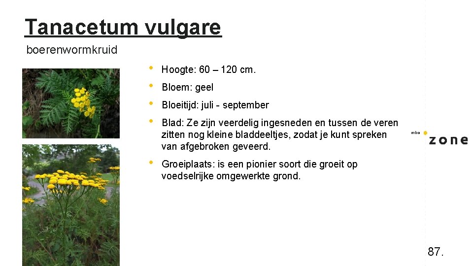 Tanacetum vulgare boerenwormkruid • • Hoogte: 60 – 120 cm. • Groeiplaats: is een