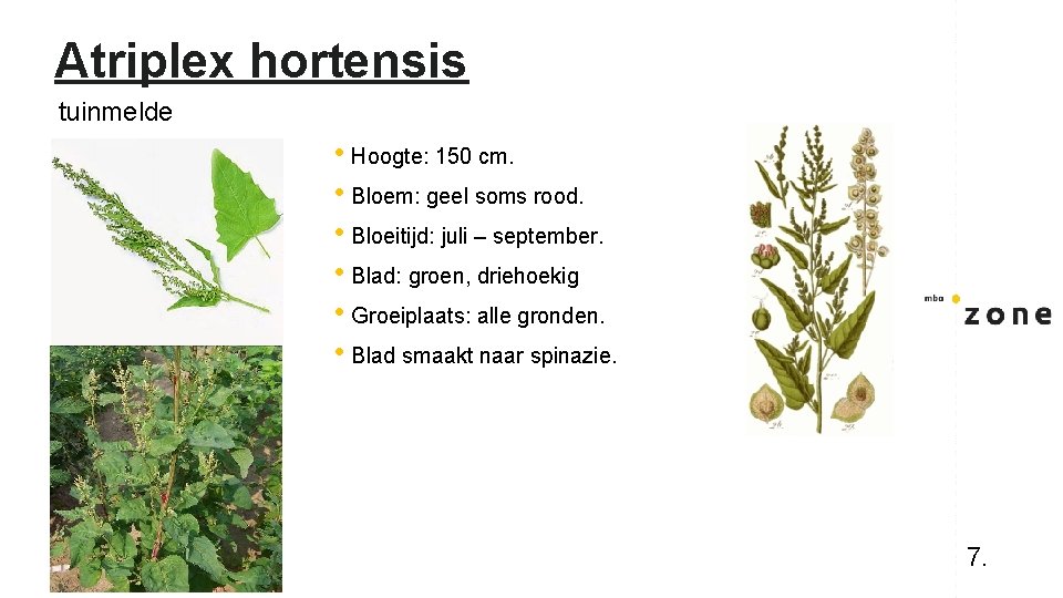 Atriplex hortensis tuinmelde • Hoogte: 150 cm. • Bloem: geel soms rood. • Bloeitijd: