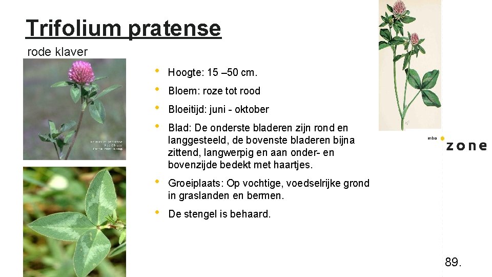 Trifolium pratense rode klaver • • Hoogte: 15 – 50 cm. • Groeiplaats: Op