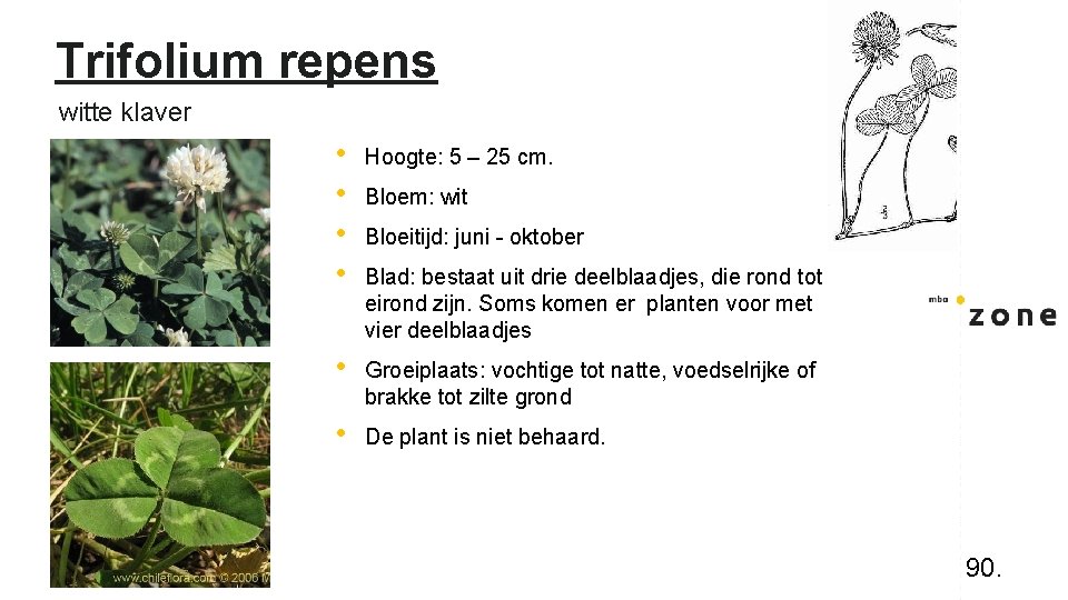 Trifolium repens witte klaver • • Hoogte: 5 – 25 cm. • Groeiplaats: vochtige