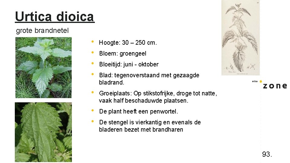 Urtica dioica grote brandnetel • • Hoogte: 30 – 250 cm. • Groeiplaats: Op