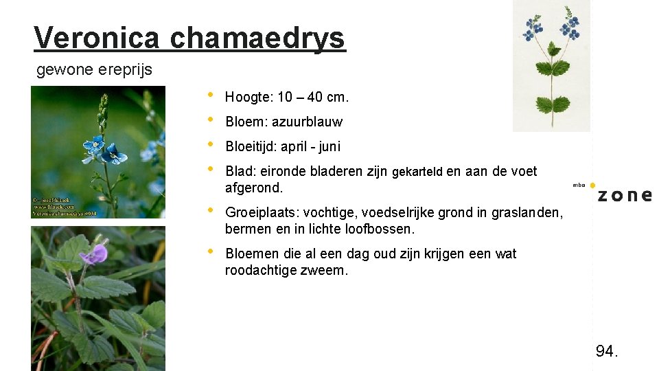 Veronica chamaedrys gewone ereprijs • • Hoogte: 10 – 40 cm. • Groeiplaats: vochtige,