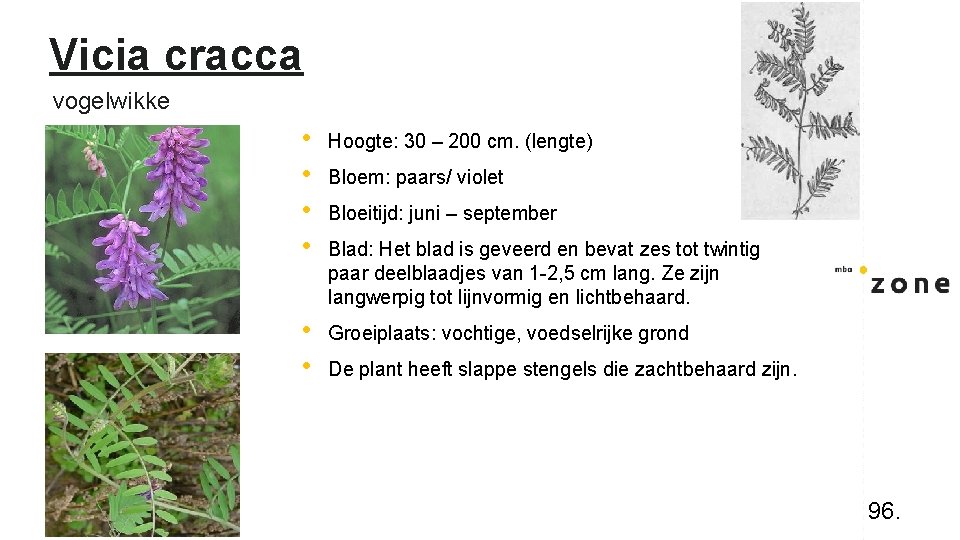 Vicia cracca vogelwikke • • Hoogte: 30 – 200 cm. (lengte) • • Groeiplaats: