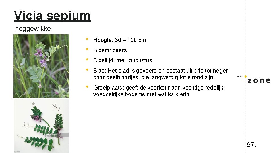 Vicia sepium heggewikke • • Hoogte: 30 – 100 cm. • Groeiplaats: geeft de