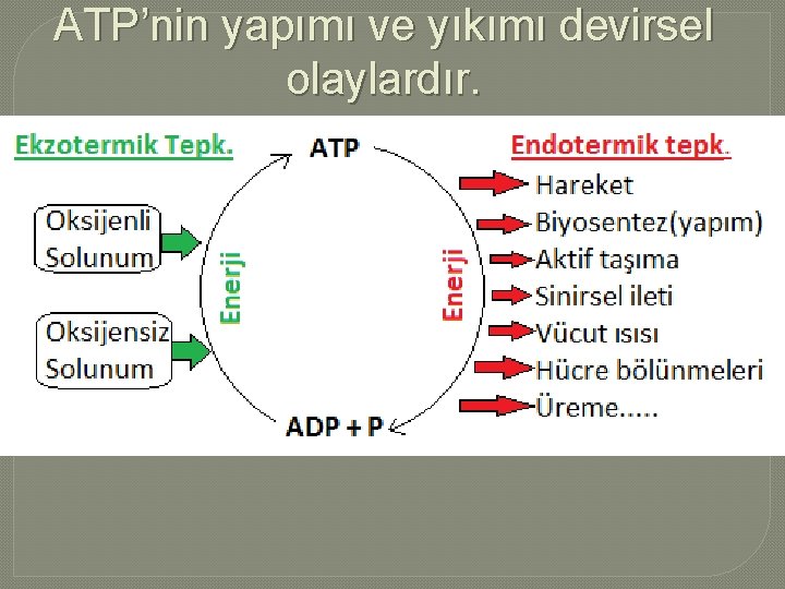 ATP’nin yapımı ve yıkımı devirsel olaylardır. 