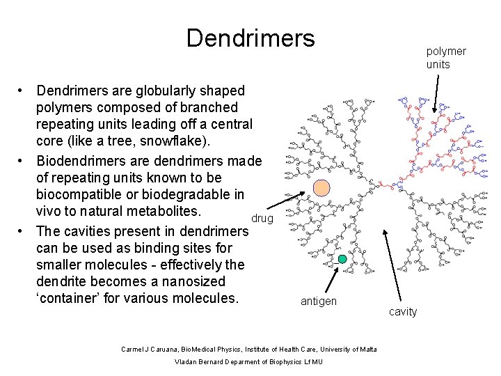 Dendrimers • Dendrimers are globularly shaped polymers composed of branched repeating units leading off