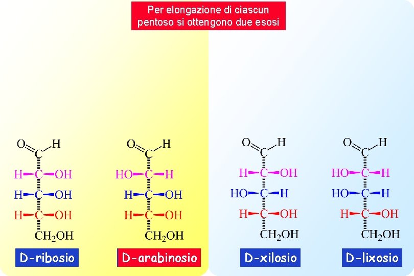 Per elongazione di ciascun pentoso si ottengono due esosi D-ribosio D-arabinosio D-xilosio D-lixosio 