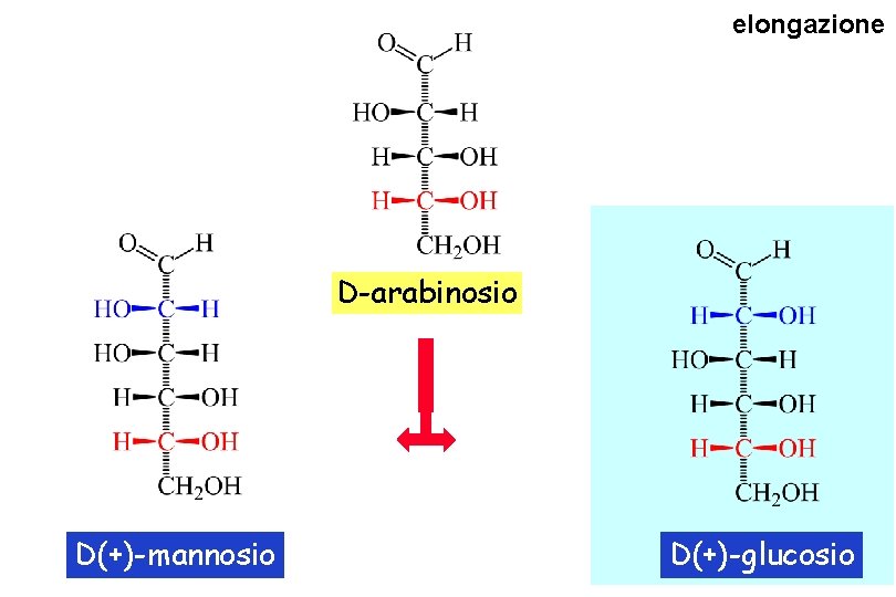 elongazione D-arabinosio D(+)-mannosio D(+)-glucosio 