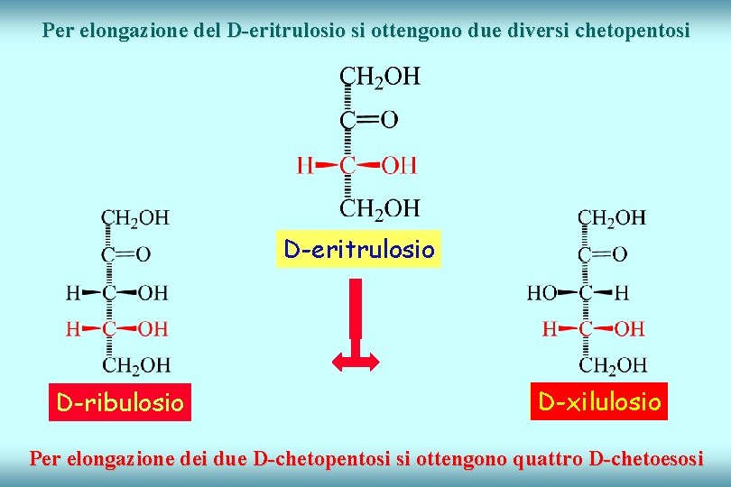 Per elongazione del D-eritrulosio si ottengono due diversi chetopentosi D-eritrulosio D-ribulosio D-xilulosio Per elongazione