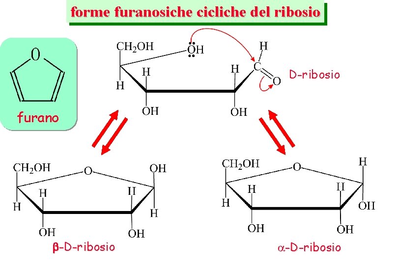 forme furanosiche cicliche del ribosio D-ribosio furano -D-ribosio 