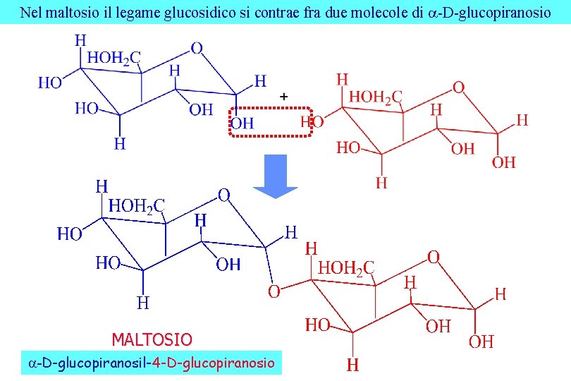 Nel maltosio il legame glucosidico si contrae fra due molecole di -D-glucopiranosio MALTOSIO -D-glucopiranosil-4