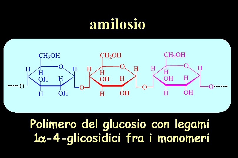 amilosio Polimero del glucosio con legami 1 -4 -glicosidici fra i monomeri 