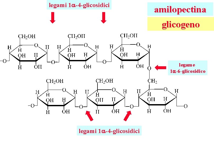 legami 1 -4 -glicosidici amilopectina glicogeno legame 1 -6 -glicosidico legami 1 -4 -glicosidici