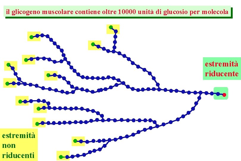 il glicogeno muscolare contiene oltre 10000 unità di glucosio per molecola estremità riducente estremità