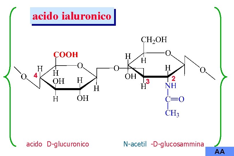 acido ialuronico 4 acido D-glucuronico 3 2 N-acetil -D-glucosammina AA 