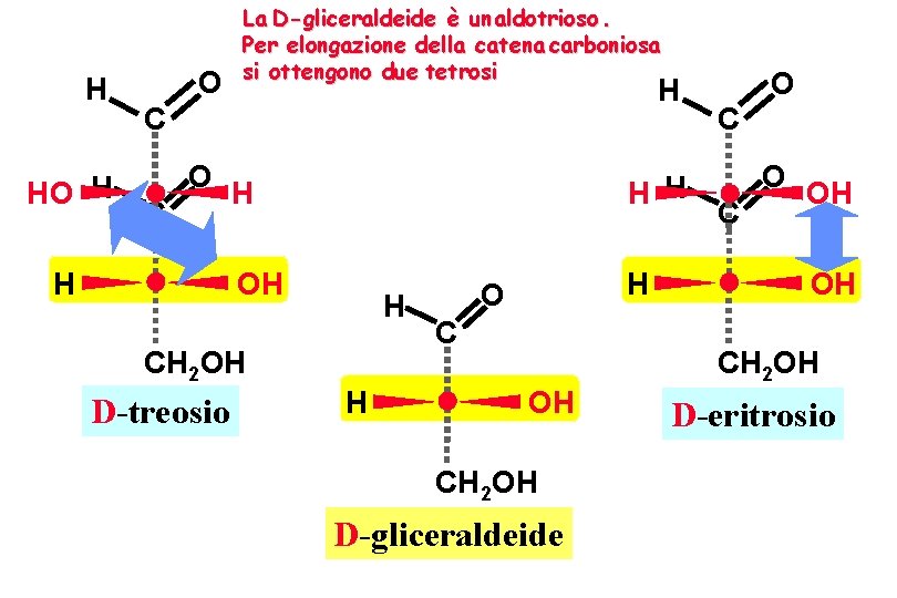 H HO H O La D-gliceraldeide è un aldotrioso. Per elongazione della catena carboniosa