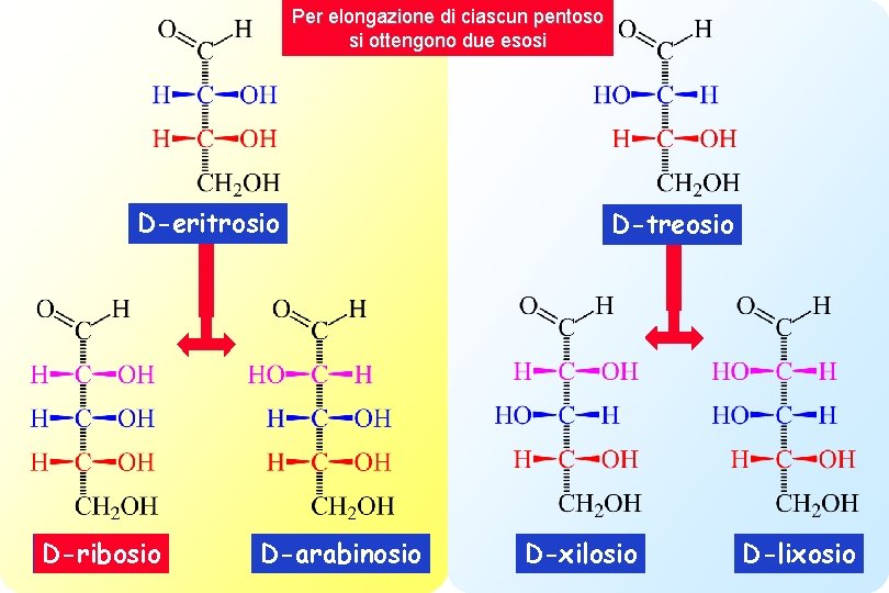 Per elongazione di ciascun pentoso si ottengono due esosi D-eritrosio D-ribosio D-arabinosio D-treosio D-xilosio