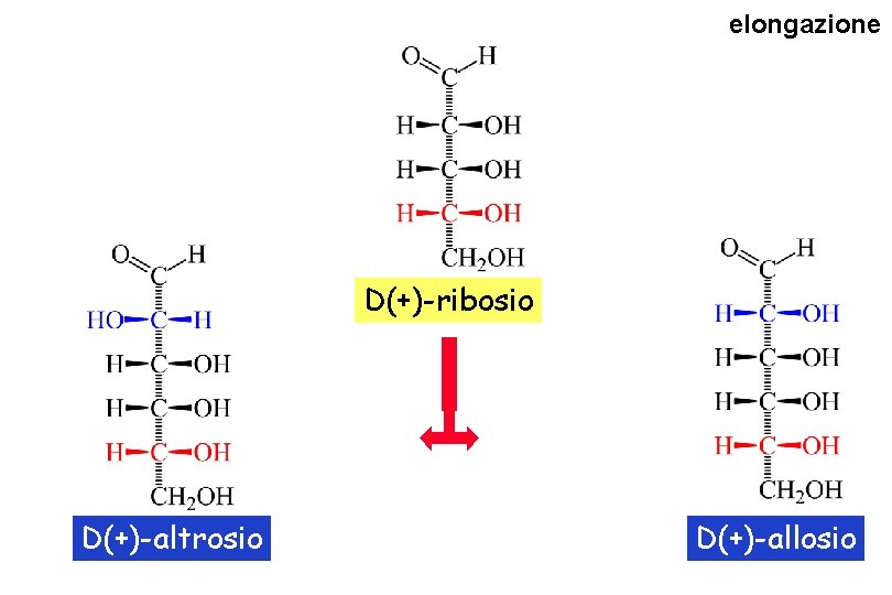 elongazione D(+)-ribosio D(+)-altrosio D(+)-allosio 