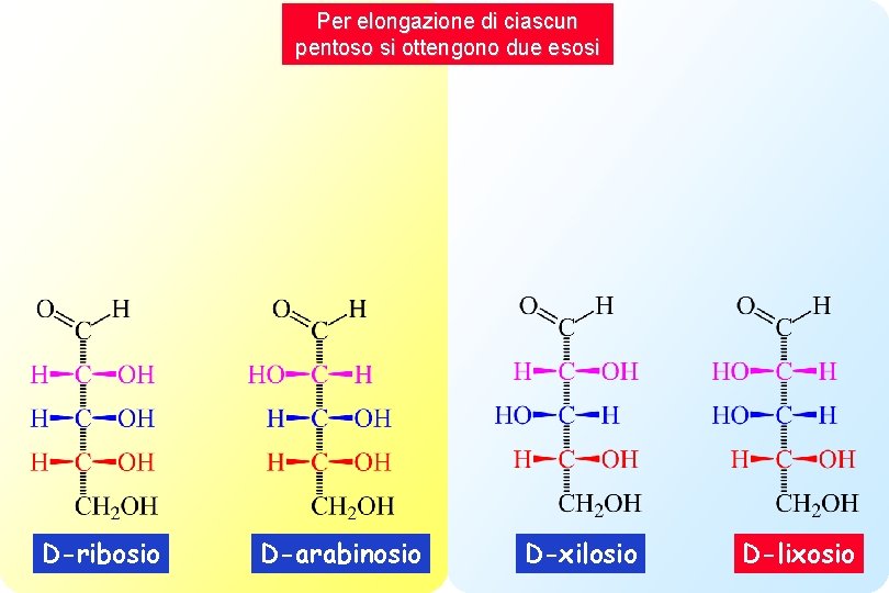 Per elongazione di ciascun pentoso si ottengono due esosi D-ribosio D-arabinosio D-xilosio D-lixosio 