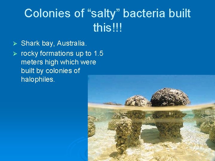 Colonies of “salty” bacteria built this!!! Shark bay, Australia. Ø rocky formations up to