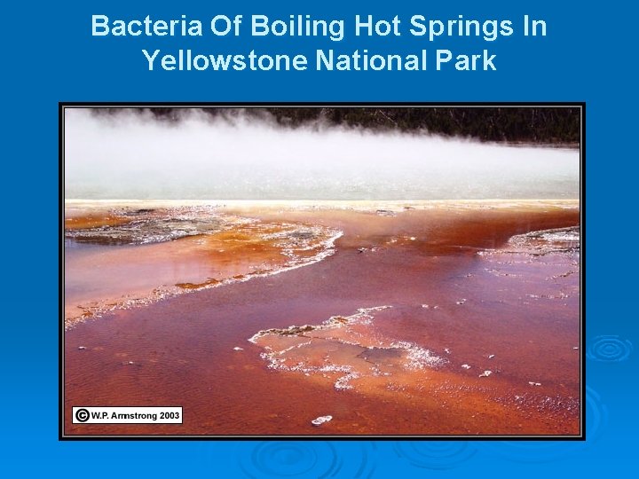 Bacteria Of Boiling Hot Springs In Yellowstone National Park 