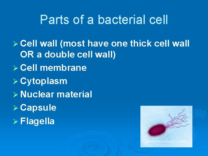 Parts of a bacterial cell Ø Cell wall (most have one thick cell wall