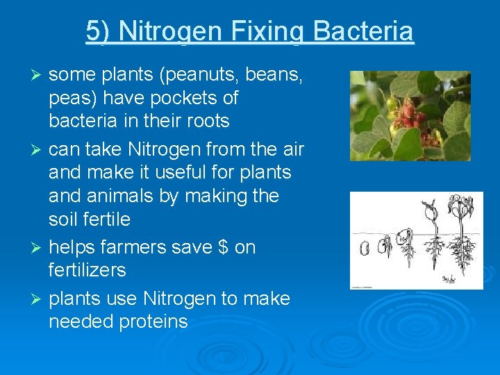 5) Nitrogen Fixing Bacteria some plants (peanuts, beans, peas) have pockets of bacteria in