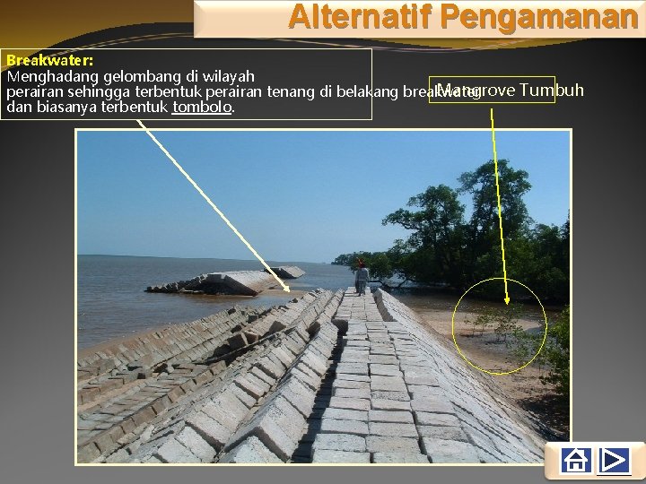 Alternatif Pengamanan Breakwater: Menghadang gelombang di wilayah Mangrove Tumbuh perairan sehingga terbentuk perairan tenang
