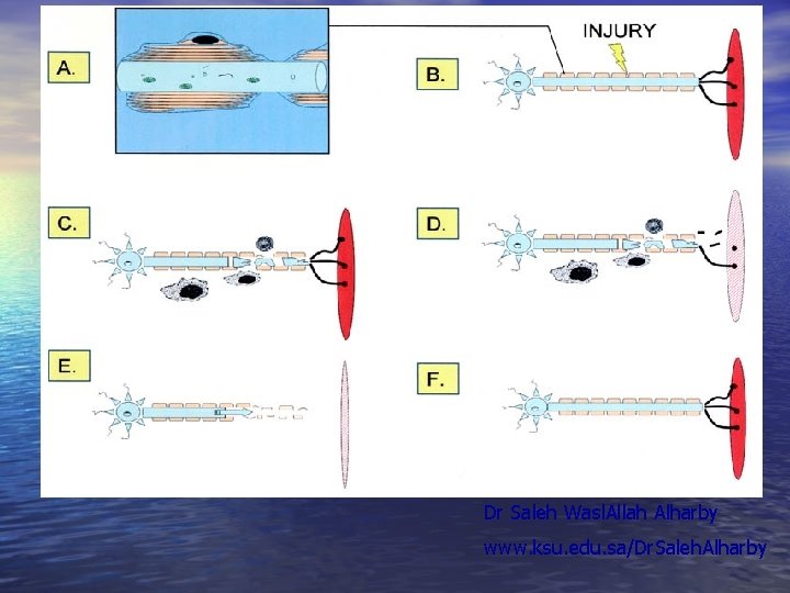 Dr Saleh Wasl. Allah Alharby www. ksu. edu. sa/Dr. Saleh. Alharby  Dr Saleh Wasl. Allah Alharby www. ksu. edu. sa/Dr. Saleh. Alharby