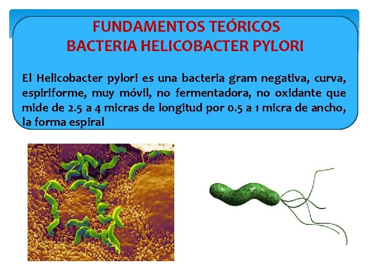  FUNDAMENTOS TEÓRICOS BACTERIA HELICOBACTER PYLORI El Helicobacter pylori es una bacteria gram negativa,