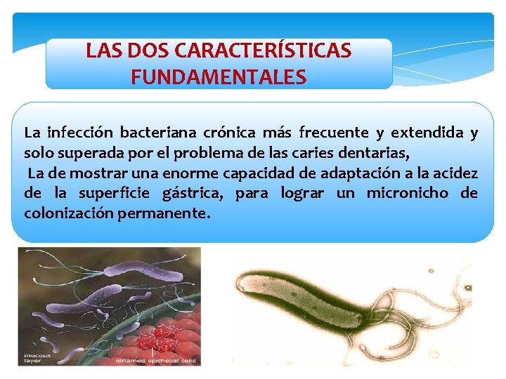 LAS DOS CARACTERÍSTICAS FUNDAMENTALES La infección bacteriana crónica más frecuente y extendida y solo