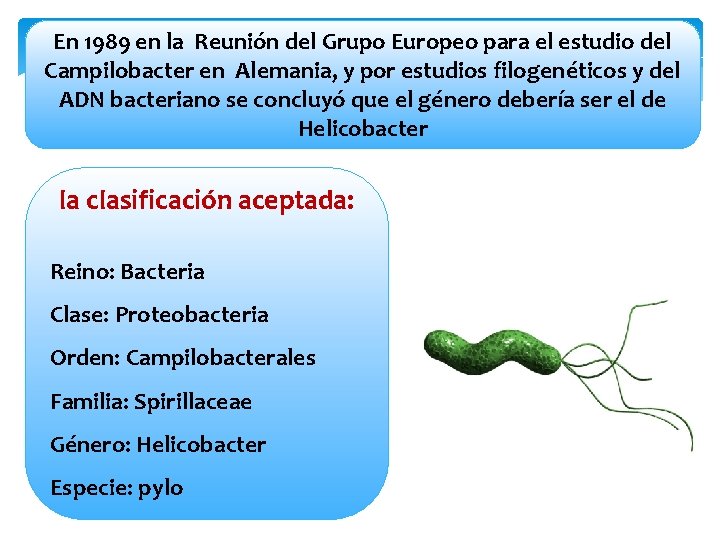 En 1989 en la Reunión del Grupo Europeo para el estudio del Campilobacter en