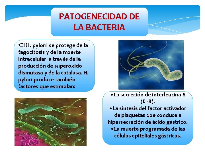 PATOGENECIDAD DE LA BACTERIA • El H. pylori se protege de la fagocitosis y