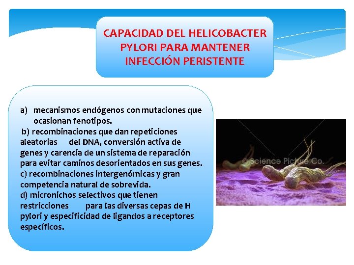 CAPACIDAD DEL HELICOBACTER PYLORI PARA MANTENER INFECCIÓN PERISTENTE a) mecanismos endógenos con mutaciones que
