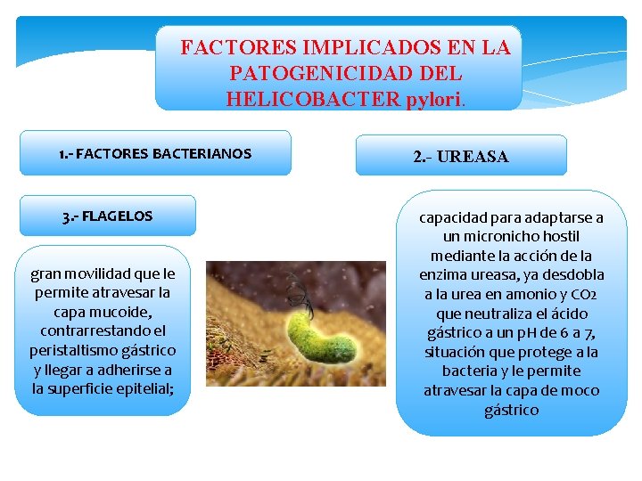 FACTORES IMPLICADOS EN LA PATOGENICIDAD DEL HELICOBACTER pylori. 1. - FACTORES BACTERIANOS 3. -