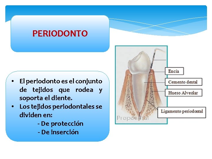 PERIODONTO • El periodonto es el conjunto de tejidos que rodea y soporta el