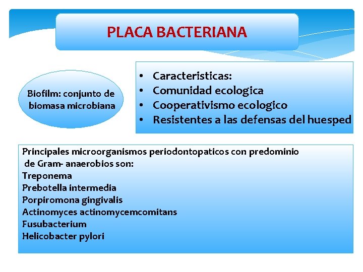 PLACA BACTERIANA Biofilm: conjunto de biomasa microbiana • • Caracteristicas: Comunidad ecologica Cooperativismo ecologico