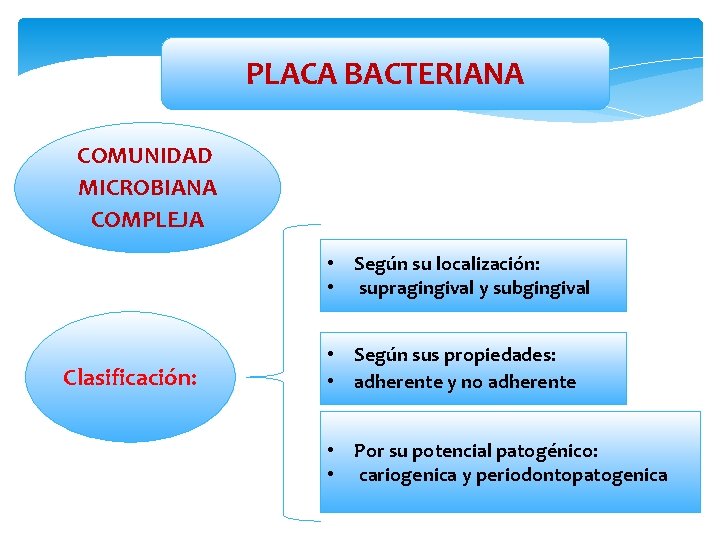 PLACA BACTERIANA COMUNIDAD MICROBIANA COMPLEJA • Según su localización: • supragingival y subgingival Clasificación: