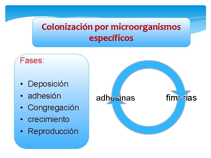Colonización por microorganismos específicos Fases: • • • Deposición adhesión Congregación crecimiento Reproducción adhesinas