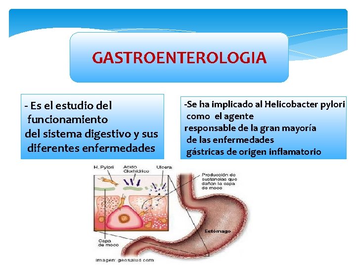 GASTROENTEROLOGIA - Es el estudio del funcionamiento del sistema digestivo y sus diferentes enfermedades