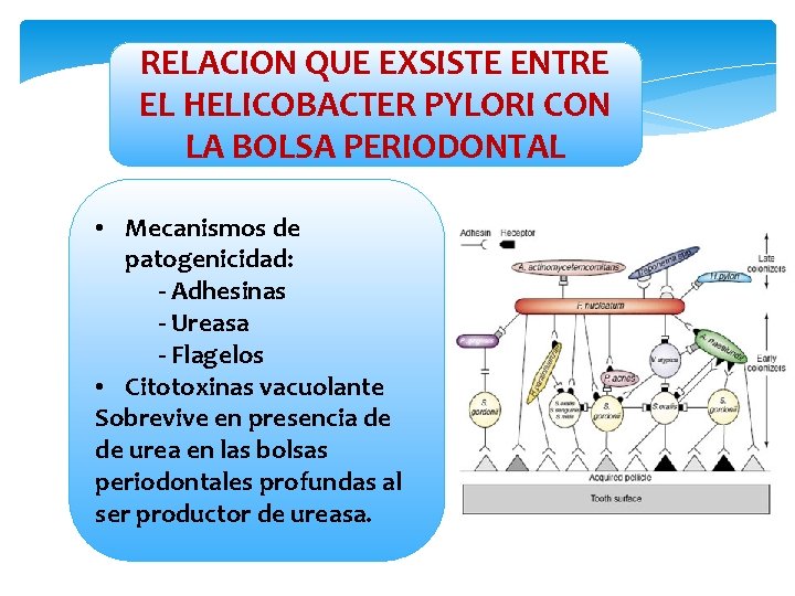 RELACION QUE EXSISTE ENTRE EL HELICOBACTER PYLORI CON LA BOLSA PERIODONTAL • Mecanismos de