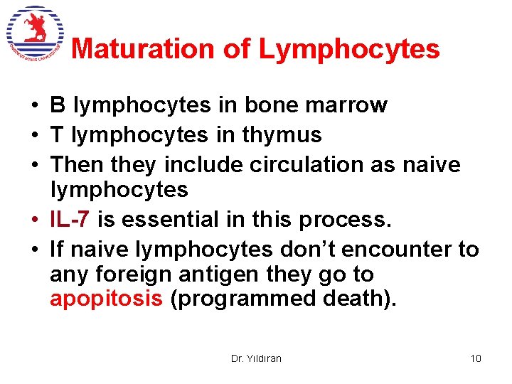 Maturation of Lymphocytes • B lymphocytes in bone marrow • T lymphocytes in thymus Maturation of Lymphocytes • B lymphocytes in bone marrow • T lymphocytes in thymus