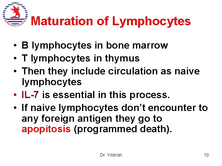 Maturation of Lymphocytes • B lymphocytes in bone marrow • T lymphocytes in thymus