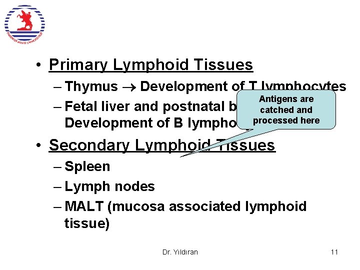  • Primary Lymphoid Tissues – Thymus Development of T lymphocytes Antigens are –
