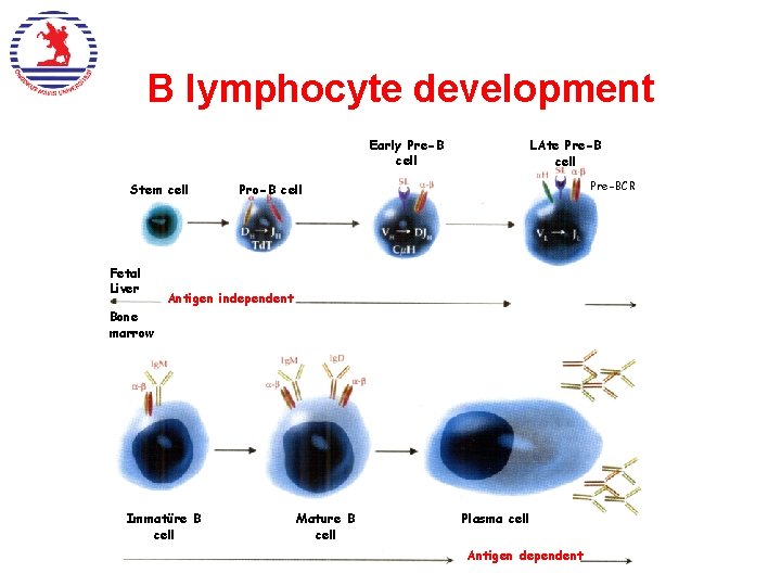 B lymphocyte development Early Pre-B cell Stem cell Fetal Liver LAte Pre-B cell Pre-BCR B lymphocyte development Early Pre-B cell Stem cell Fetal Liver LAte Pre-B cell Pre-BCR