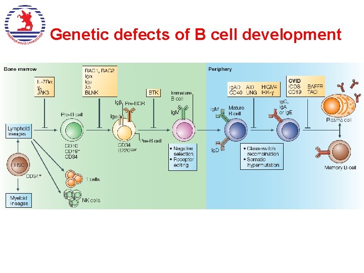 Genetic defects of B cell development 