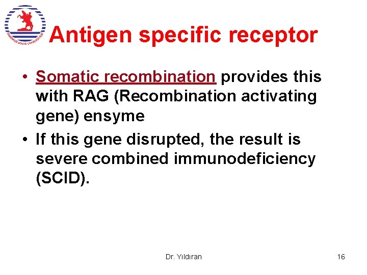 Antigen specific receptor • Somatic recombination provides this with RAG (Recombination activating gene) ensyme Antigen specific receptor • Somatic recombination provides this with RAG (Recombination activating gene) ensyme
